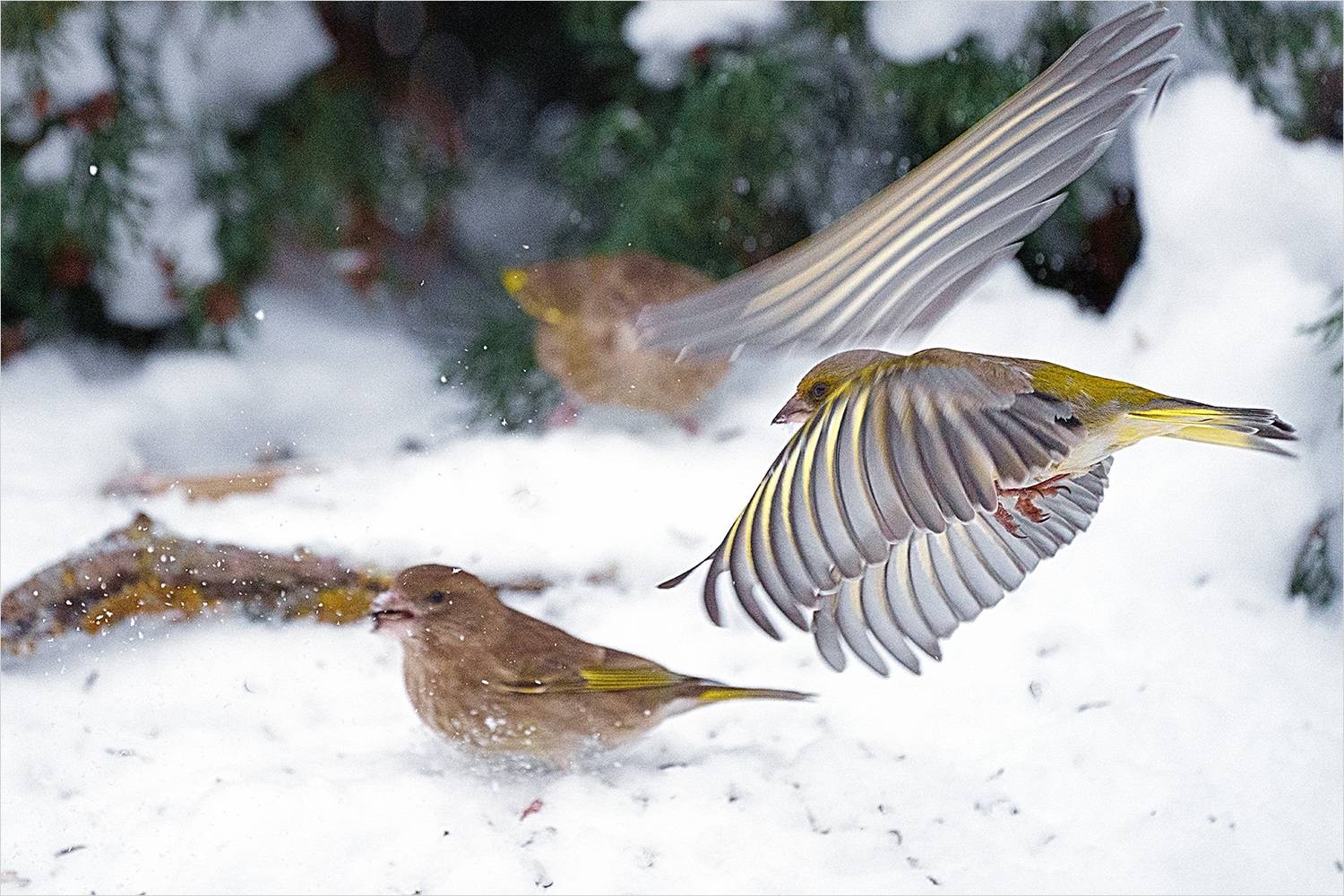 зеленушка, Велин Александр