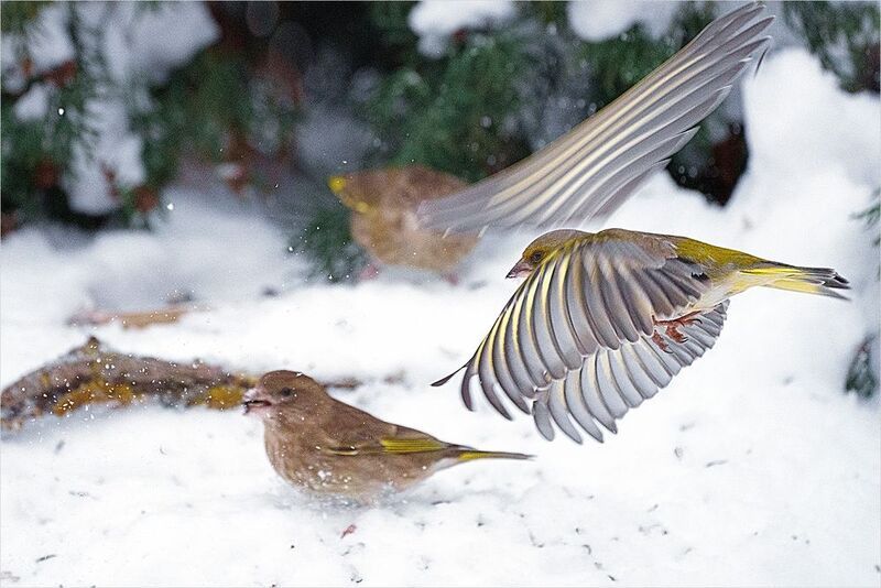 Лесная динамика фото превью