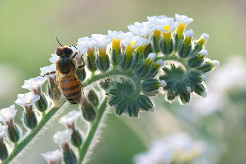 *Утренняя дрёма... фото превью