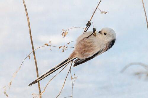 Семечка упала. ( 4 ФОТО)
