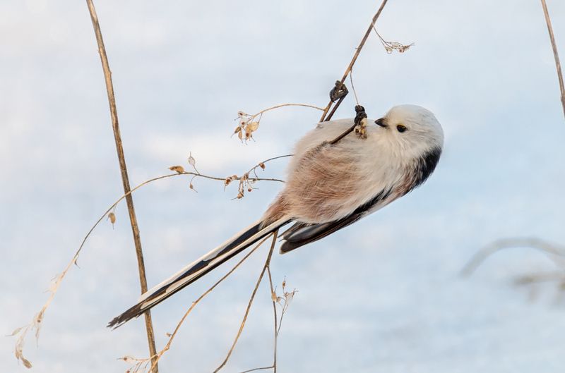 птица, ополовник, длиннохвостаясиница, Семечка упала. ( 4 ФОТО) фото превью