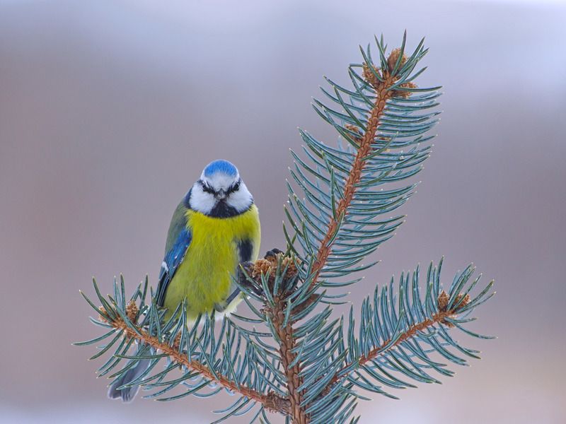 лазоревка, parus caeruleus, ель колючая голубая, picea pungens, Лазоревка фото превью