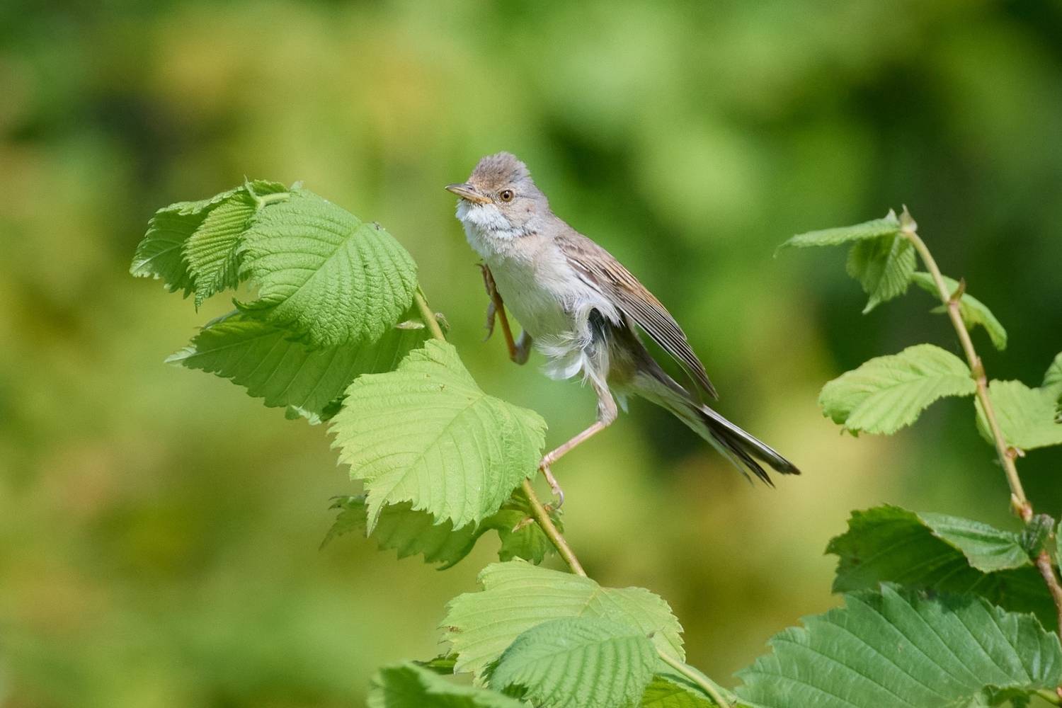 wildlife, birdwatching, nature, bird photography, птица, фотоохота, природа, серая славка, Полина Шальнева