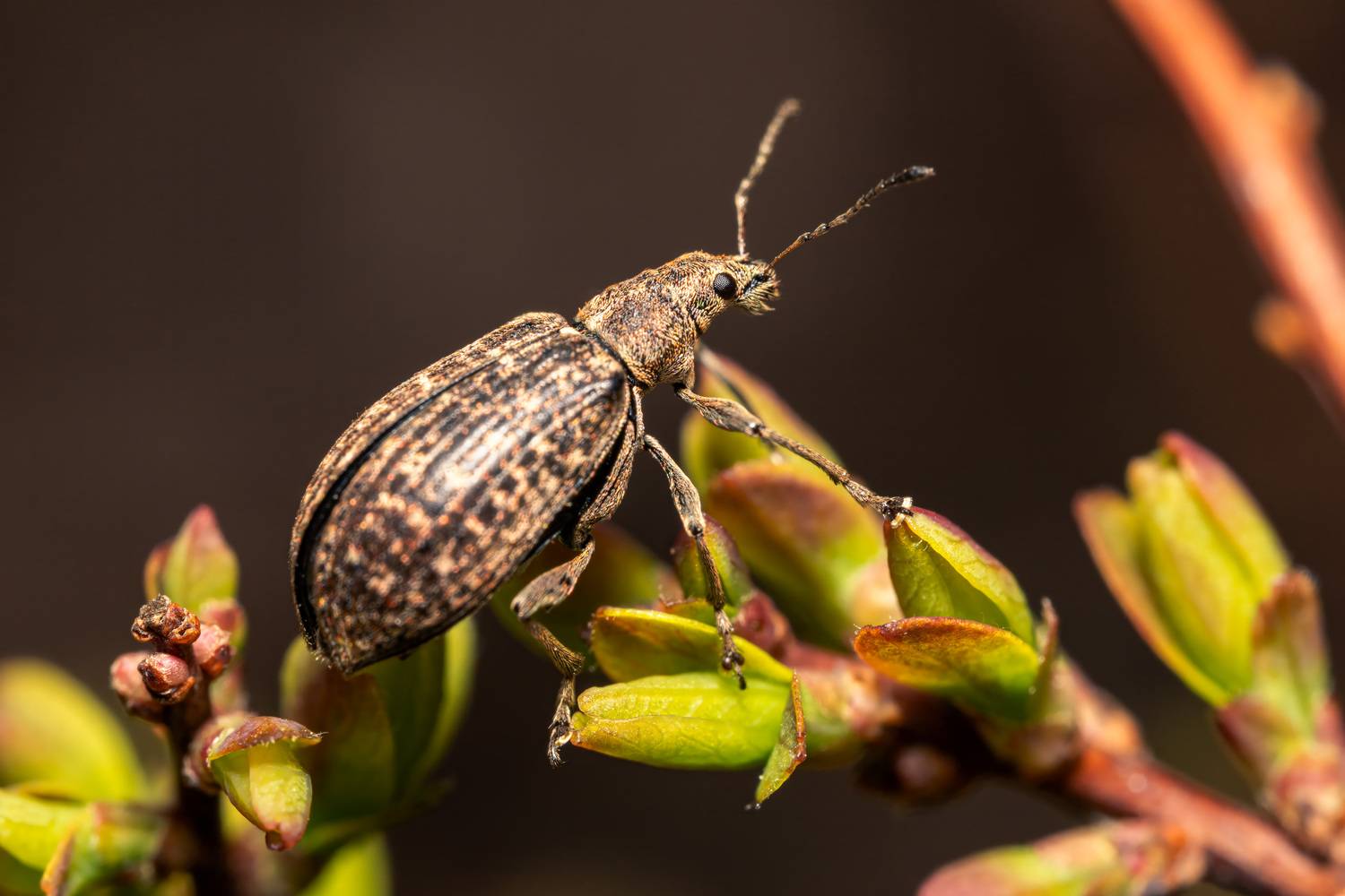 , Миша Усольцев