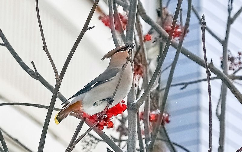 Телекинез фото превью