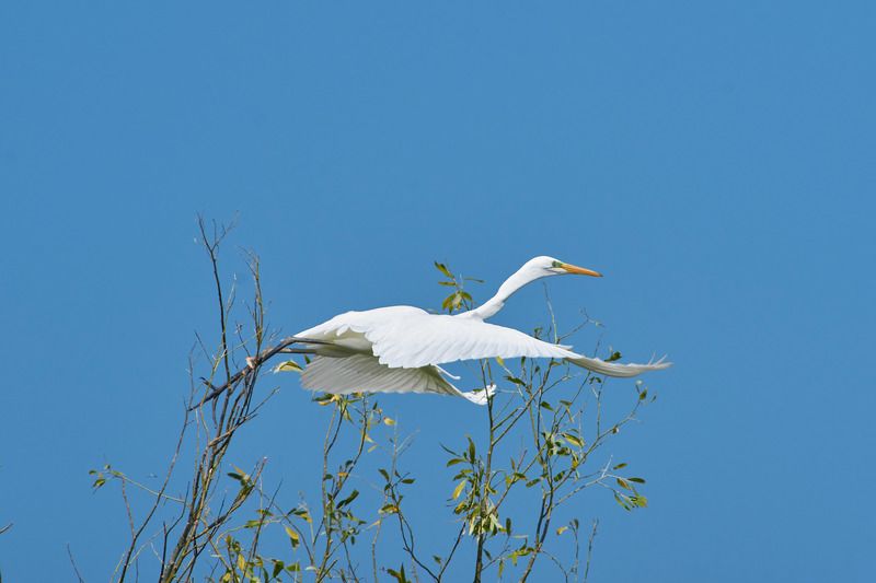 Большая белая цапля, цапля,  Большая белая цапля фото превью