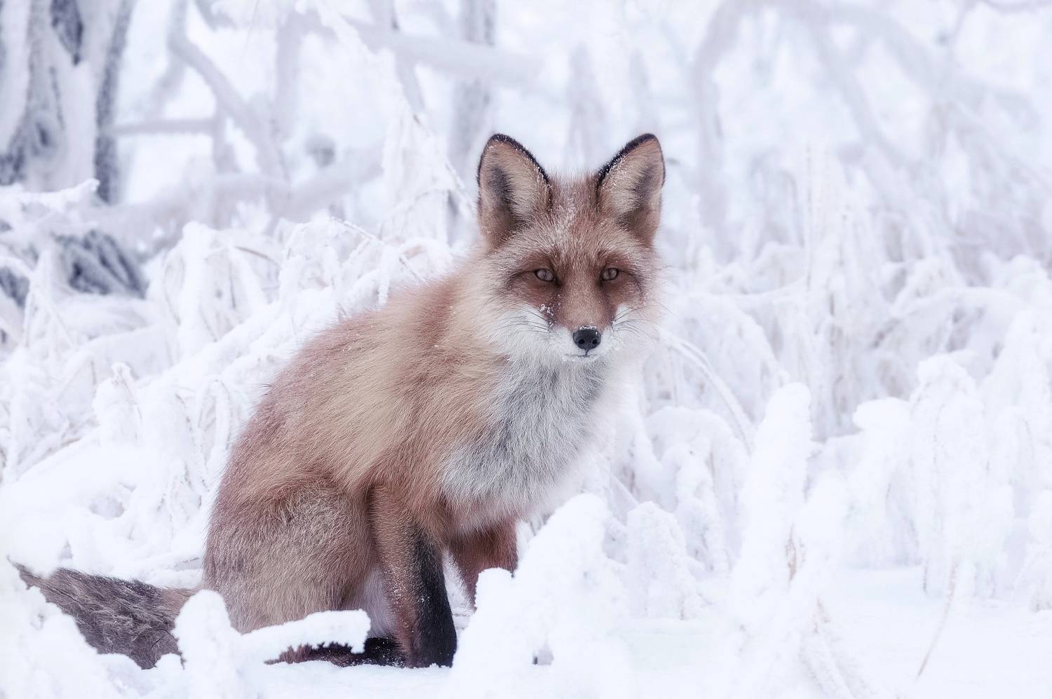 снег, сибирь, мороз, лиса, иней, Марина Фомина