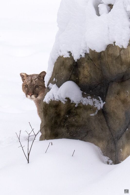 звери Я тебя вижу ... фото превью