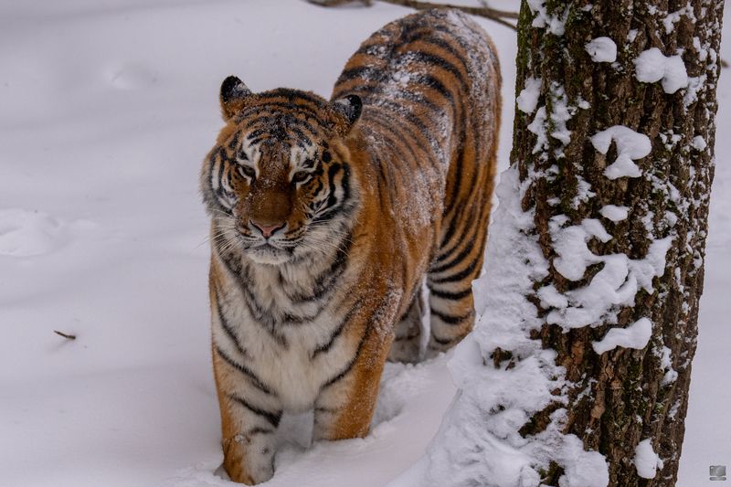 звери Звери в Подмосковном лесу фото превью