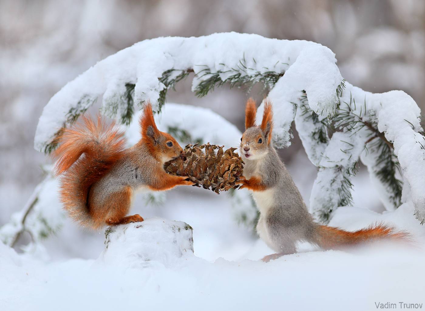 белка, шишка, зима, Вадим Трунов