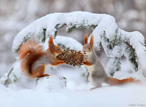 Белки и шишка