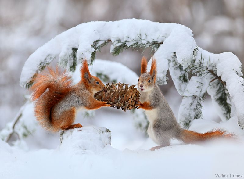 белка, шишка, зима Белки и шишка фото превью