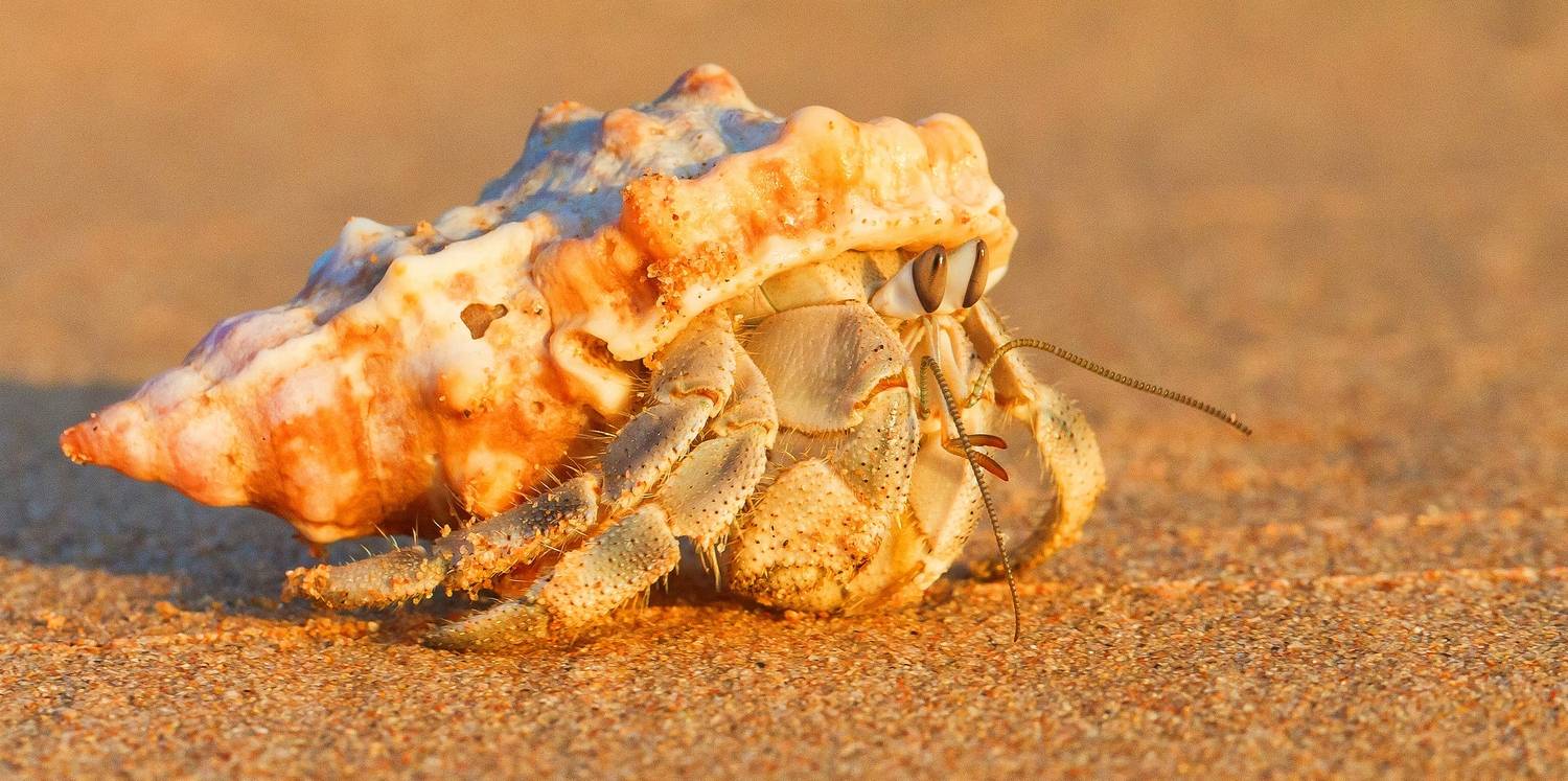 , Денис Сухачев