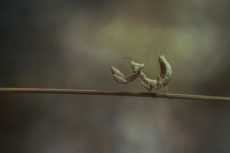 Ameles espallanzania фото превью