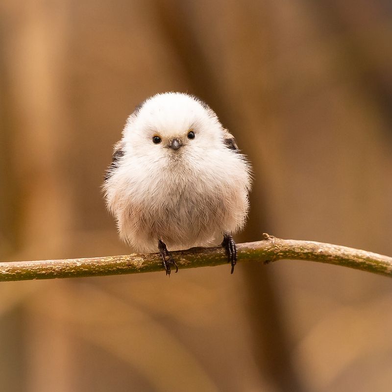 Long-tailed Ti фото превью