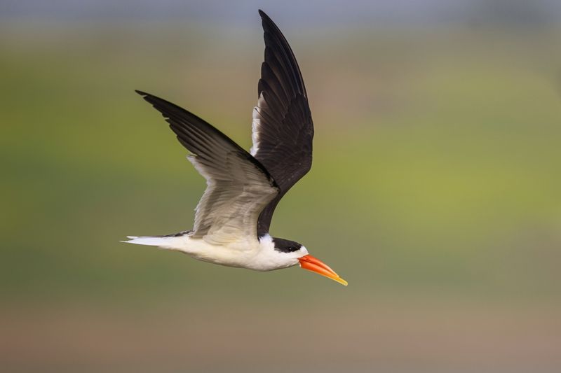 Индийский водорез фото превью