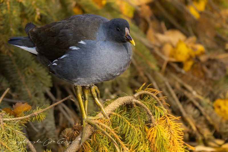 Nature | Wildlife Photography | Adventure фото превью