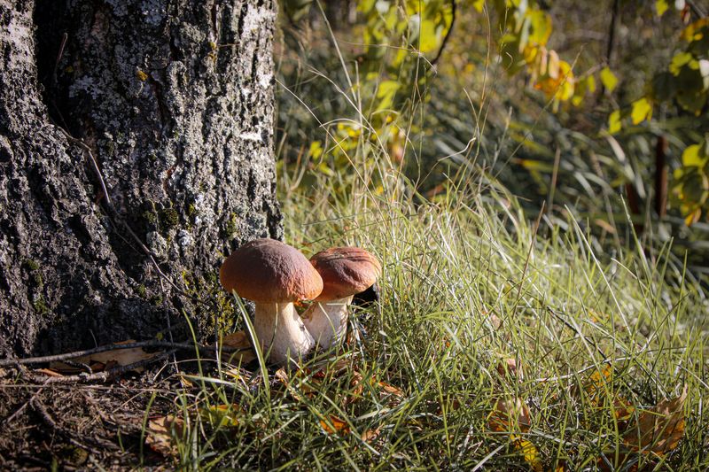 Московская обл. Вспоминая осень... фото превью