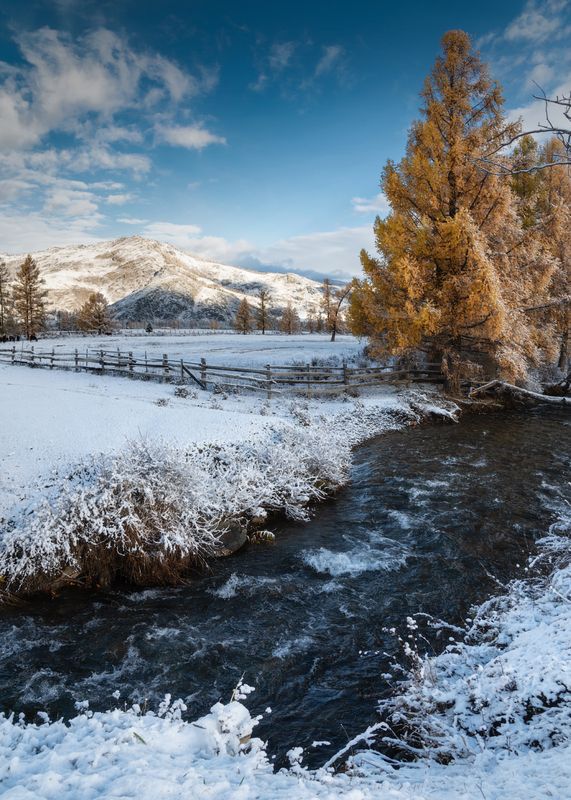 алтай, горный алтай, пейзажи алтая, усть-канский район, горная река, золотая осень, горы, осенний алтай, лиственницы Усть-Канская осень фото превью