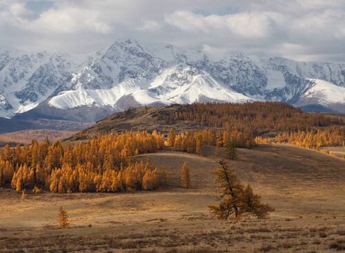 Курайская классика