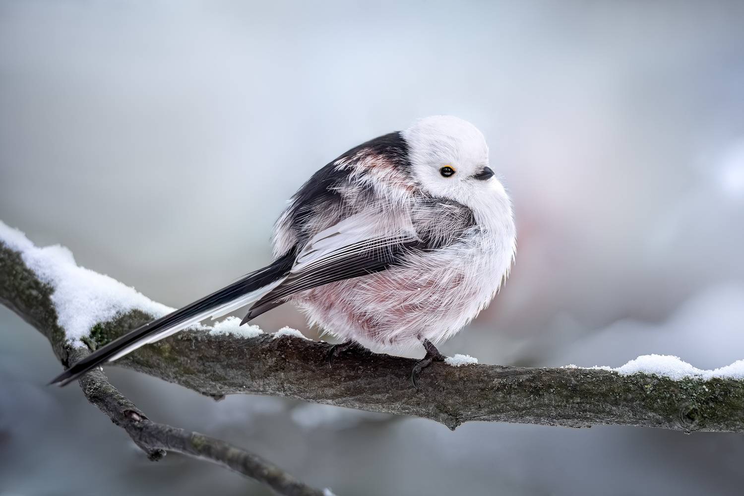 ополовник, диннохвостая синица, longtailed tit, wildlife, лес, природа, зима, снег, birdwatching, фотоохота, Михаил Ездаков
