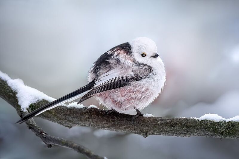 ополовник, диннохвостая синица, longtailed tit, wildlife, лес, природа, зима, снег, birdwatching, фотоохота Снежный шарик с хвостом фото превью
