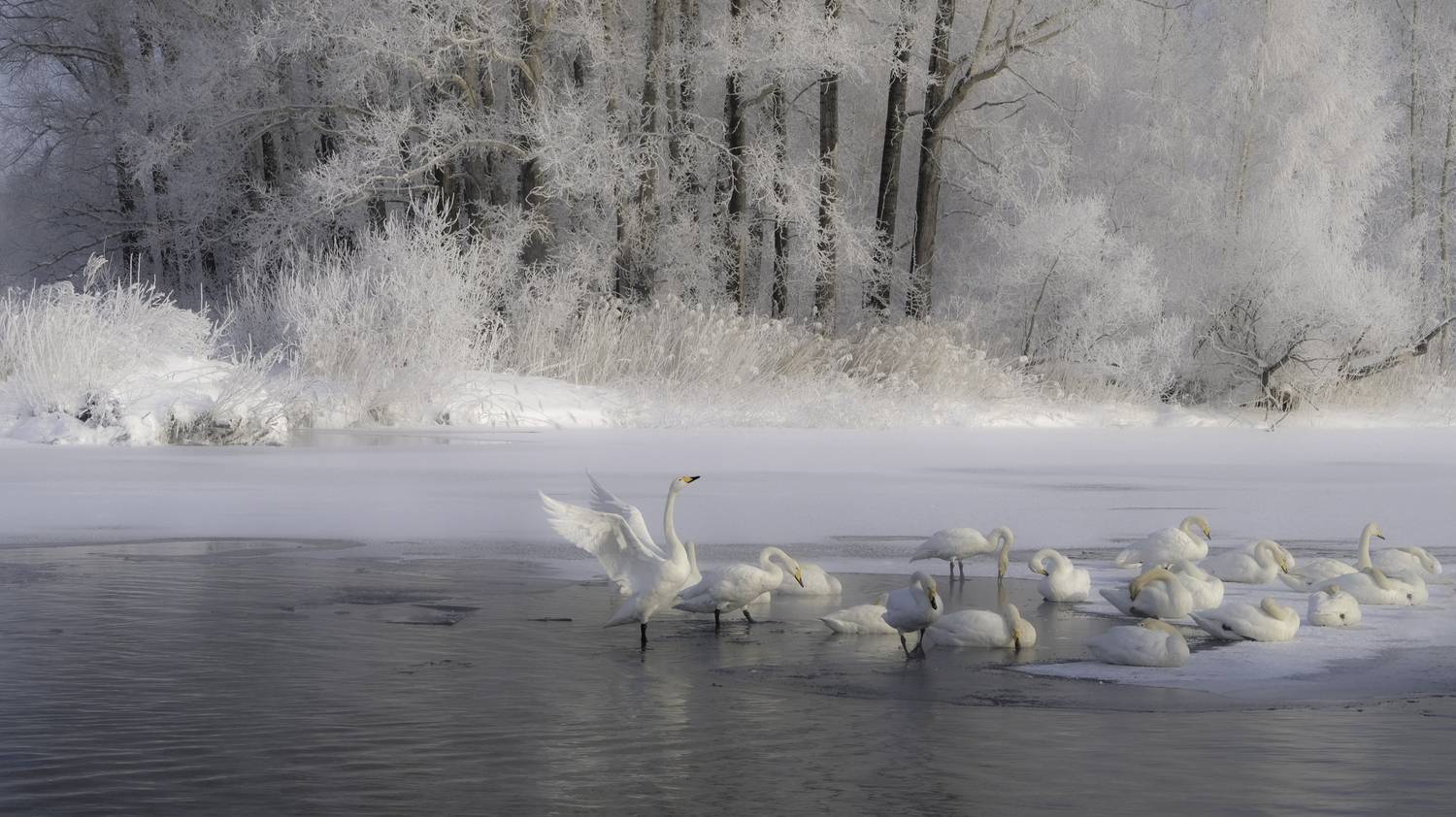 , Ольга Челдыкова