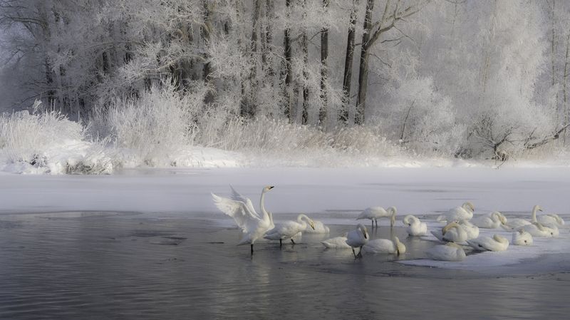 ... фото превью