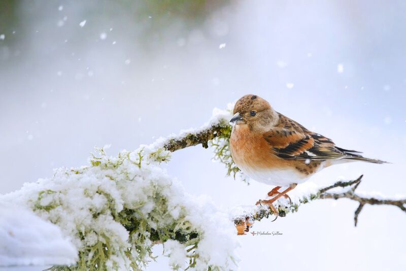 фотоохота, птица, зима, юрок, вьюрок Портреты. фото превью