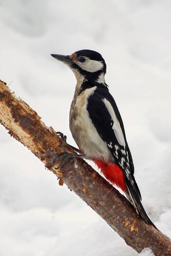 Большой пёстрый дятел