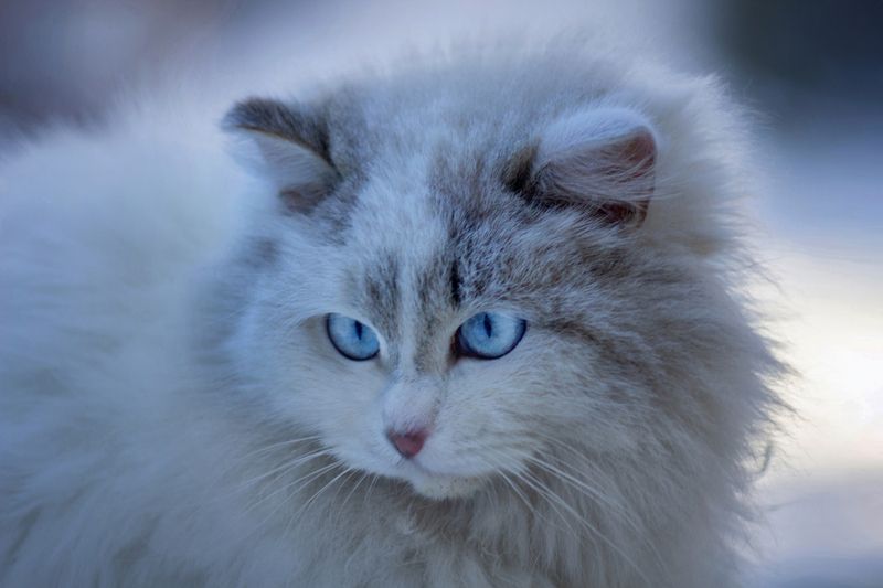 дворовая кошка Сибирячка фото превью