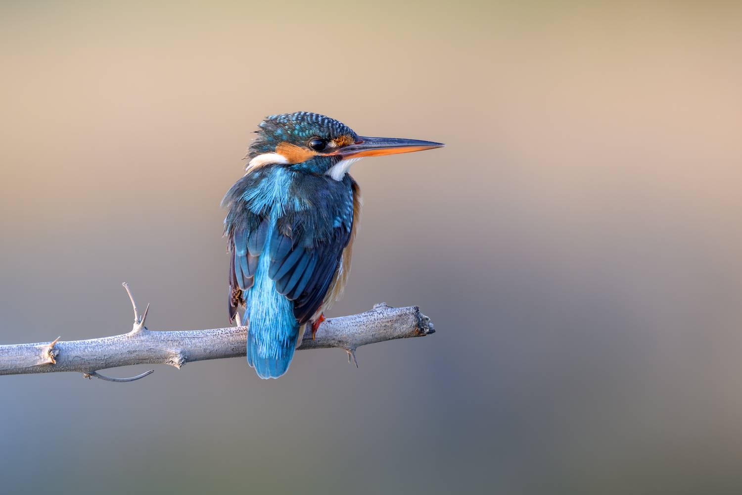 птица, фотоохота, зимородок, природа, фауна, Vladimir Kulikov