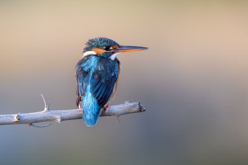 птица, фотоохота, зимородок, природа, фауна Зимородок фото превью