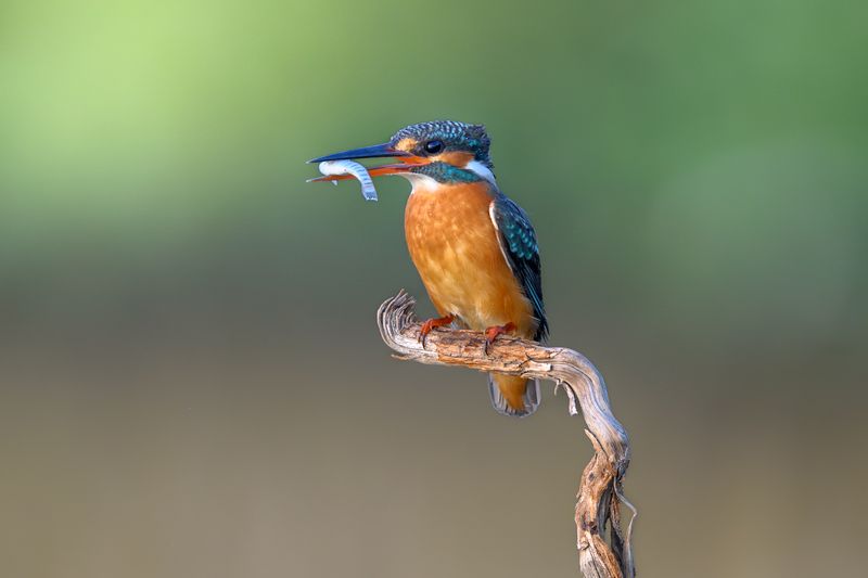 птица, фотоохота, зимородок, природа, фауна Зимородок фото превью