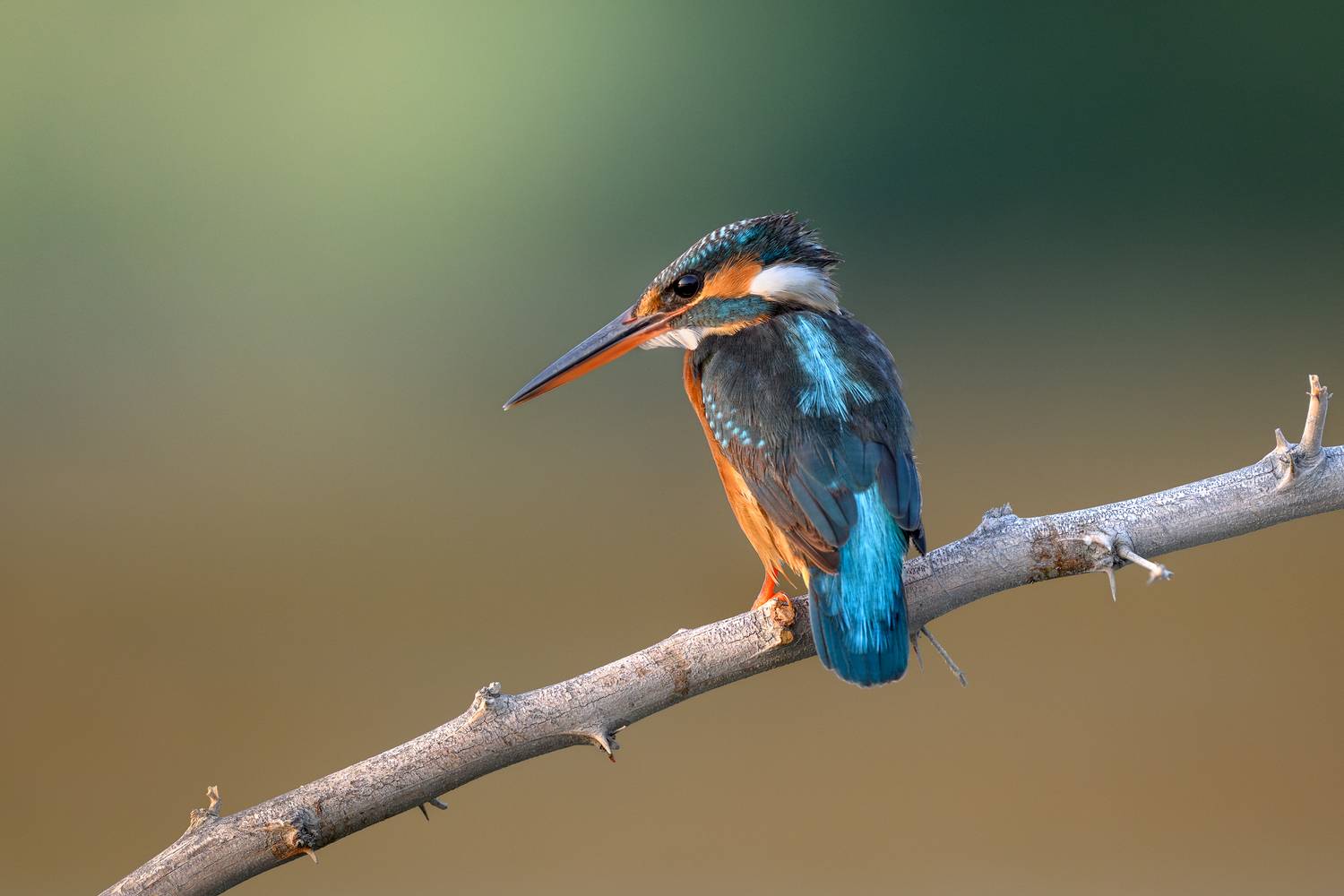 птица, фотоохота, зимородок, природа, фауна, Vladimir Kulikov