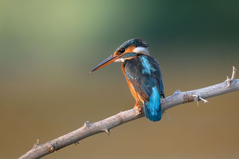 птица, фотоохота, зимородок, природа, фауна Зимородок фото превью