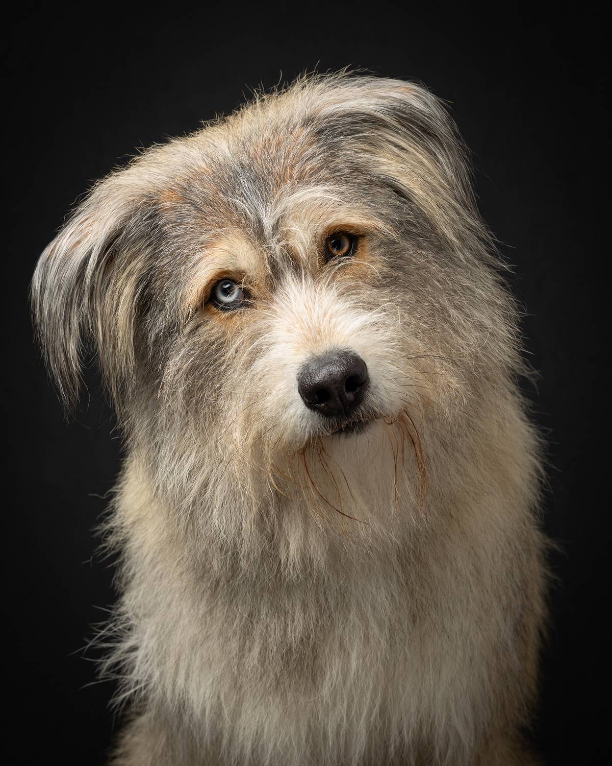 #huskymix #dog, Carolyn Bray