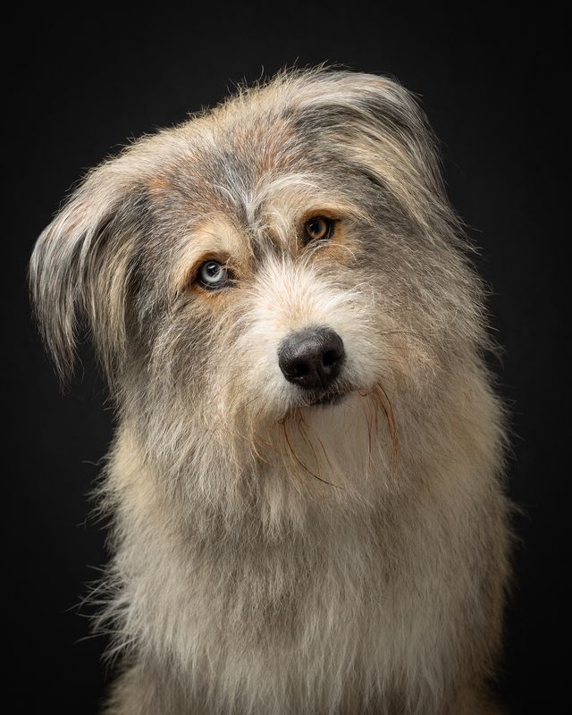 #huskymix #dog Hugo фото превью