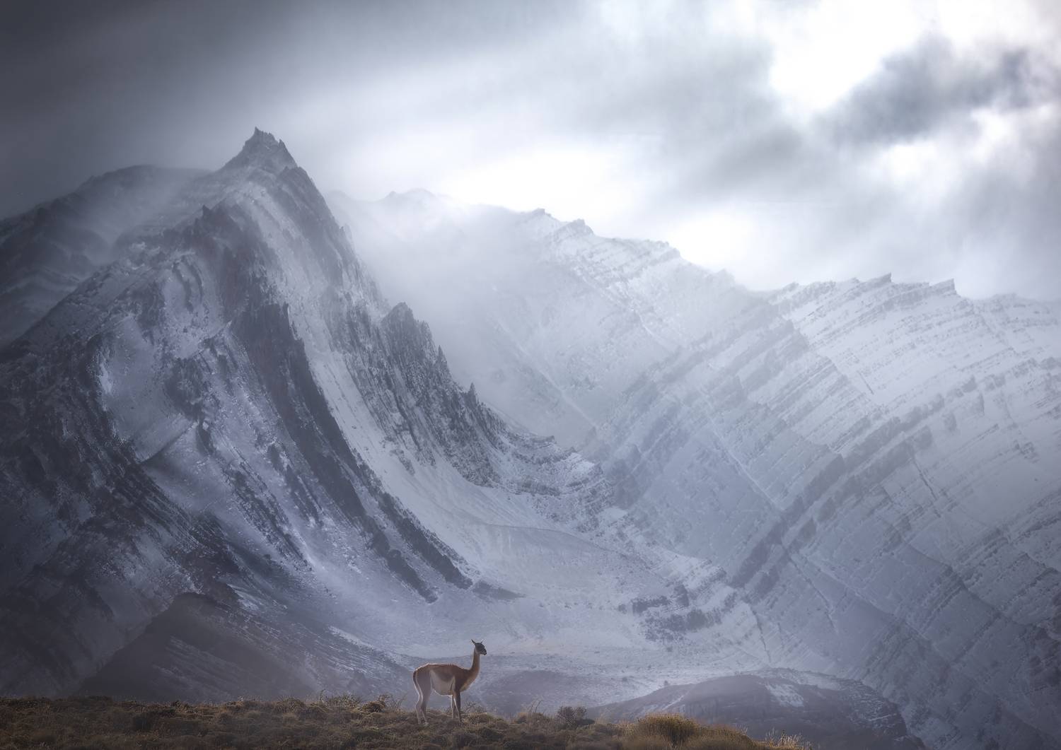 #landscape #animals. #patagonia, Panos LASKARAKIS