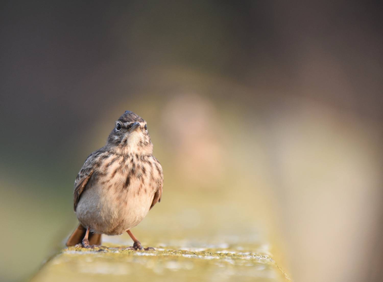 , Герчев Николай