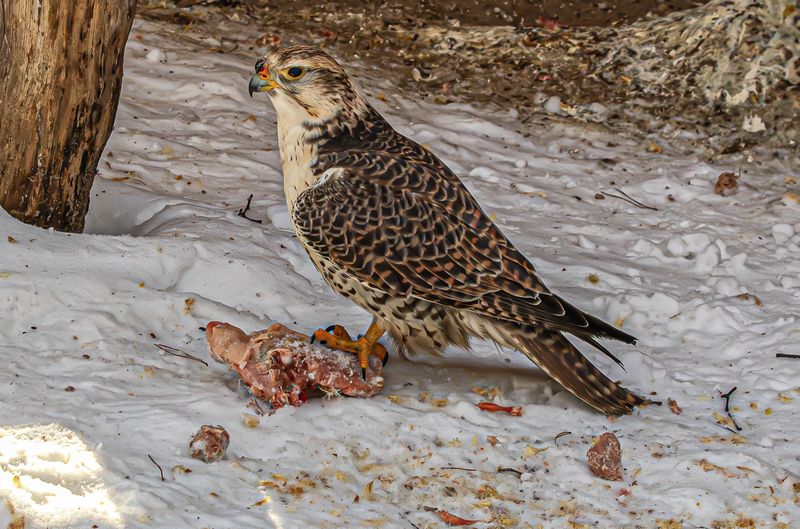 Хищник фото превью