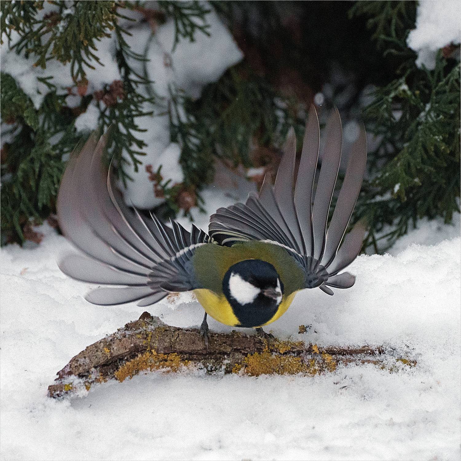 синица, Велин Александр