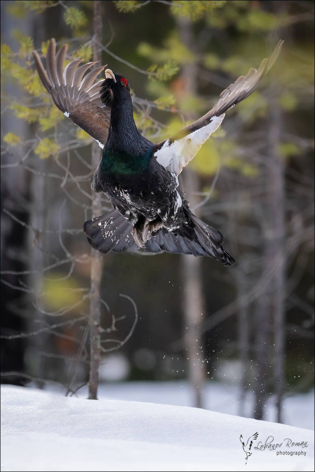 глухарь, лобанов, пересвет, национальный, парк, &laquo;водлозерский&raquo;, Лобанов Роман