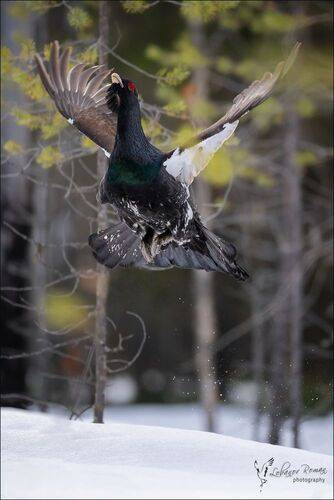 Краснобровый дирижёр