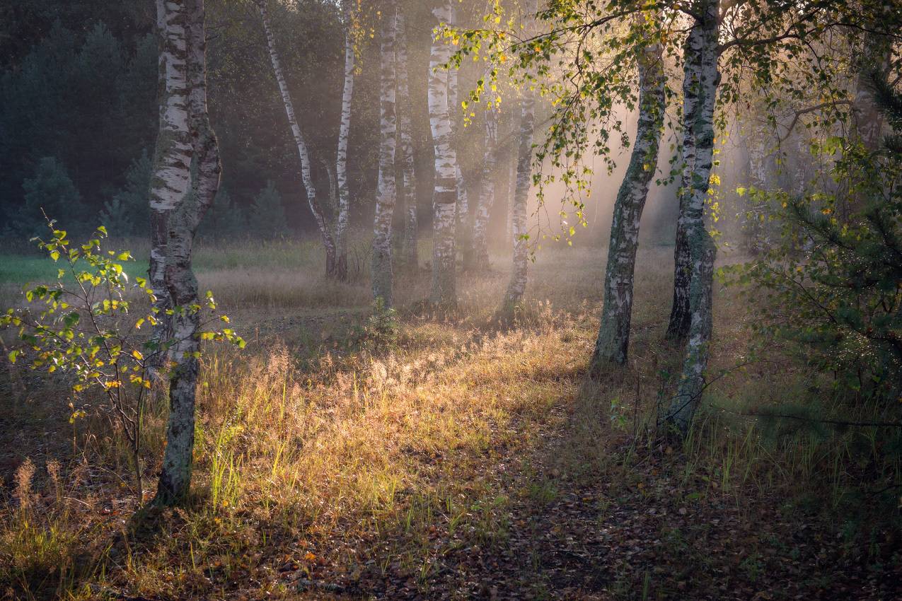 полянка утро туман березки пивоварово, Алексеев Дмитрий