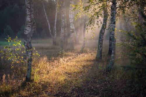 Солнечная полянка.