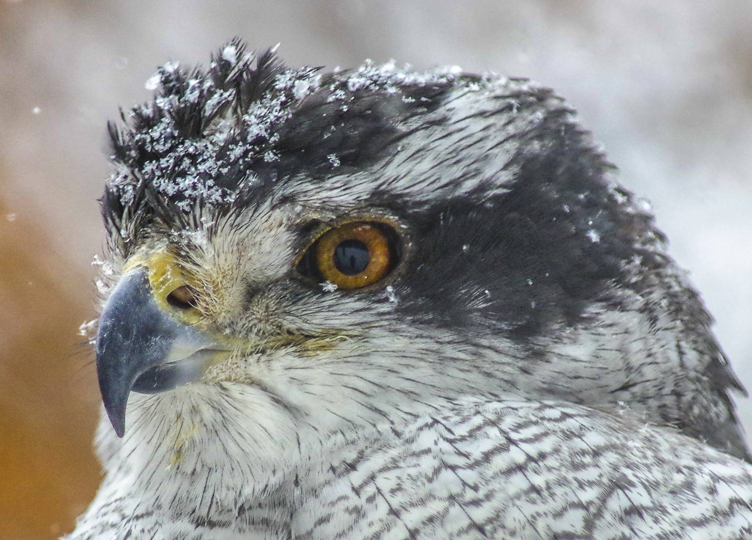 , Михаил Измайлов