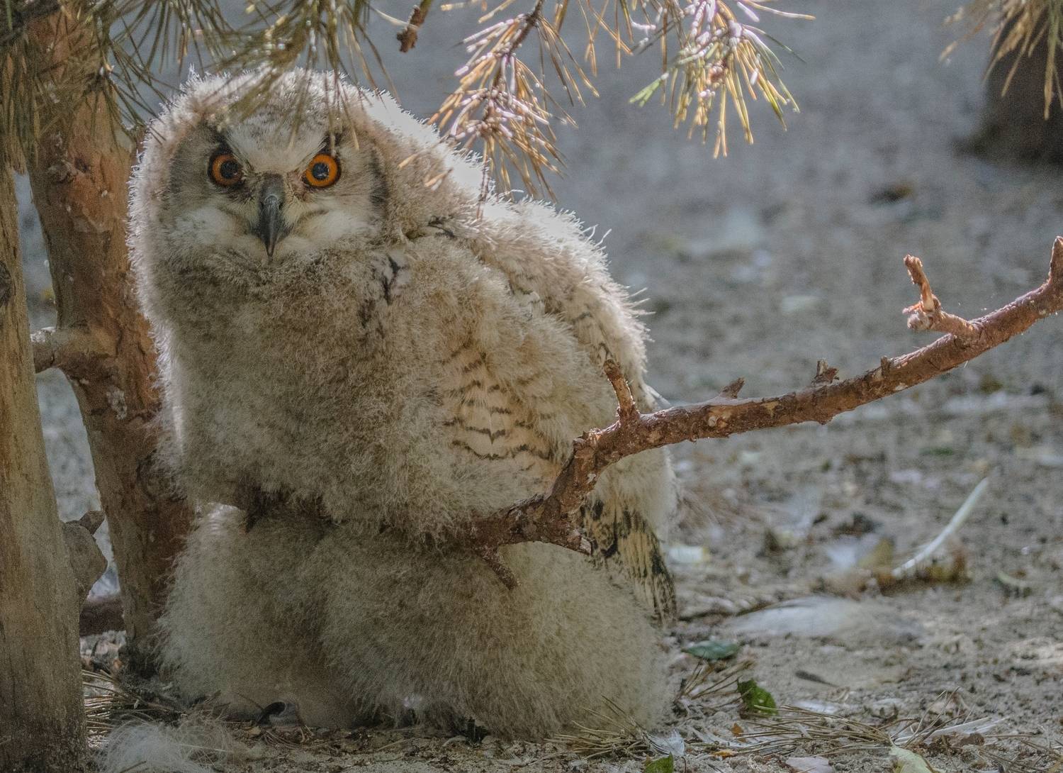 , Михаил Измайлов