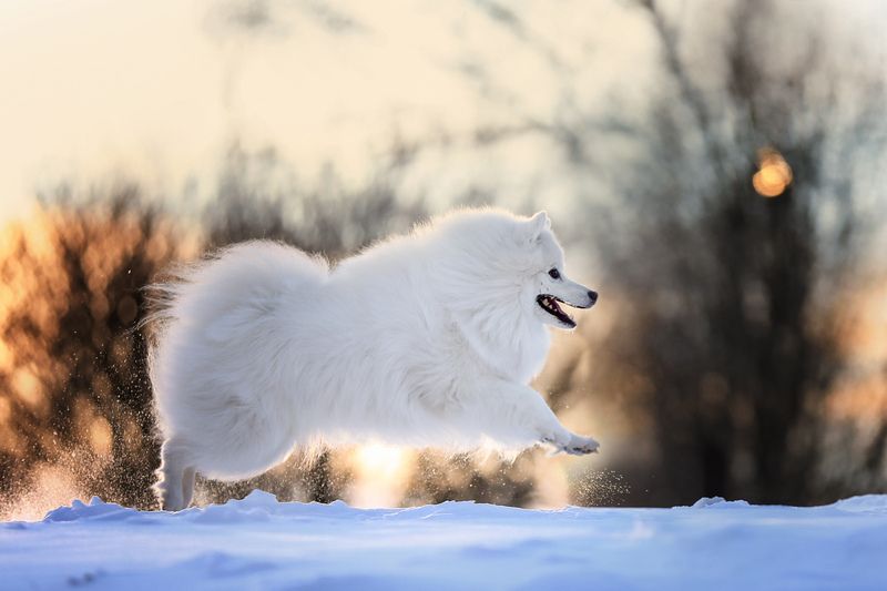 ..... фото превью