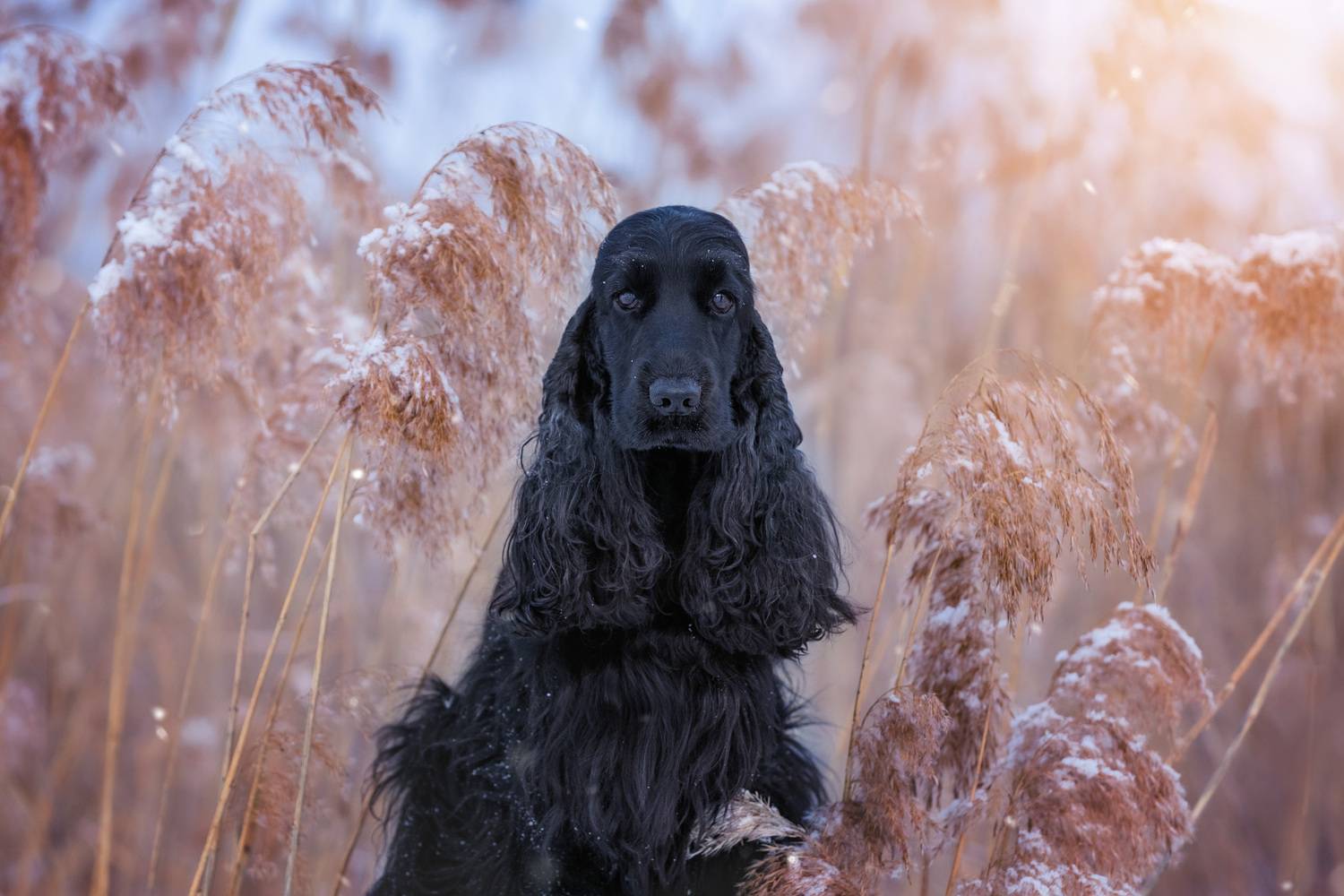 спаниель, кокер, черная собака, зима, поле, камыш, природа, домашние животные, Наталья Степанова